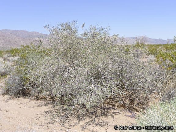 Psorothamnus schottii 12