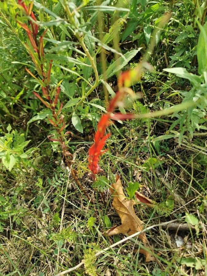 Lobelia cardinale 16