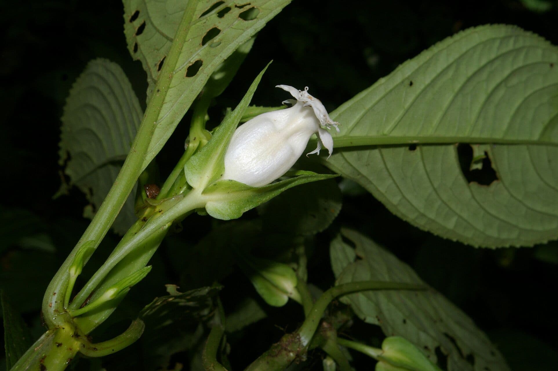 Drymonia 4