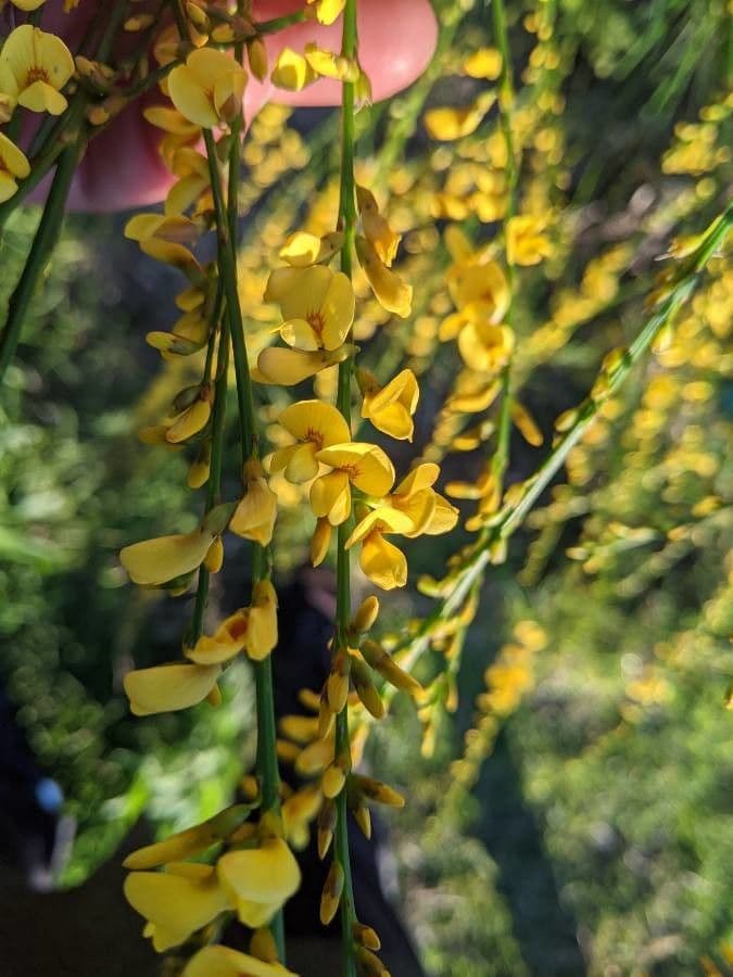 Viminaria giuncea 4