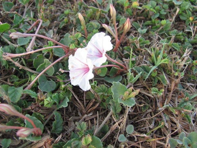 Acleisanthes tupá 3