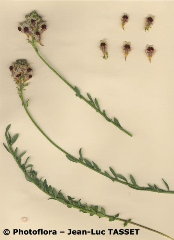 Linaria 18