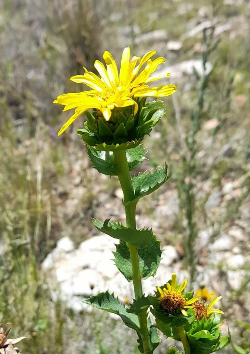 Grindelia