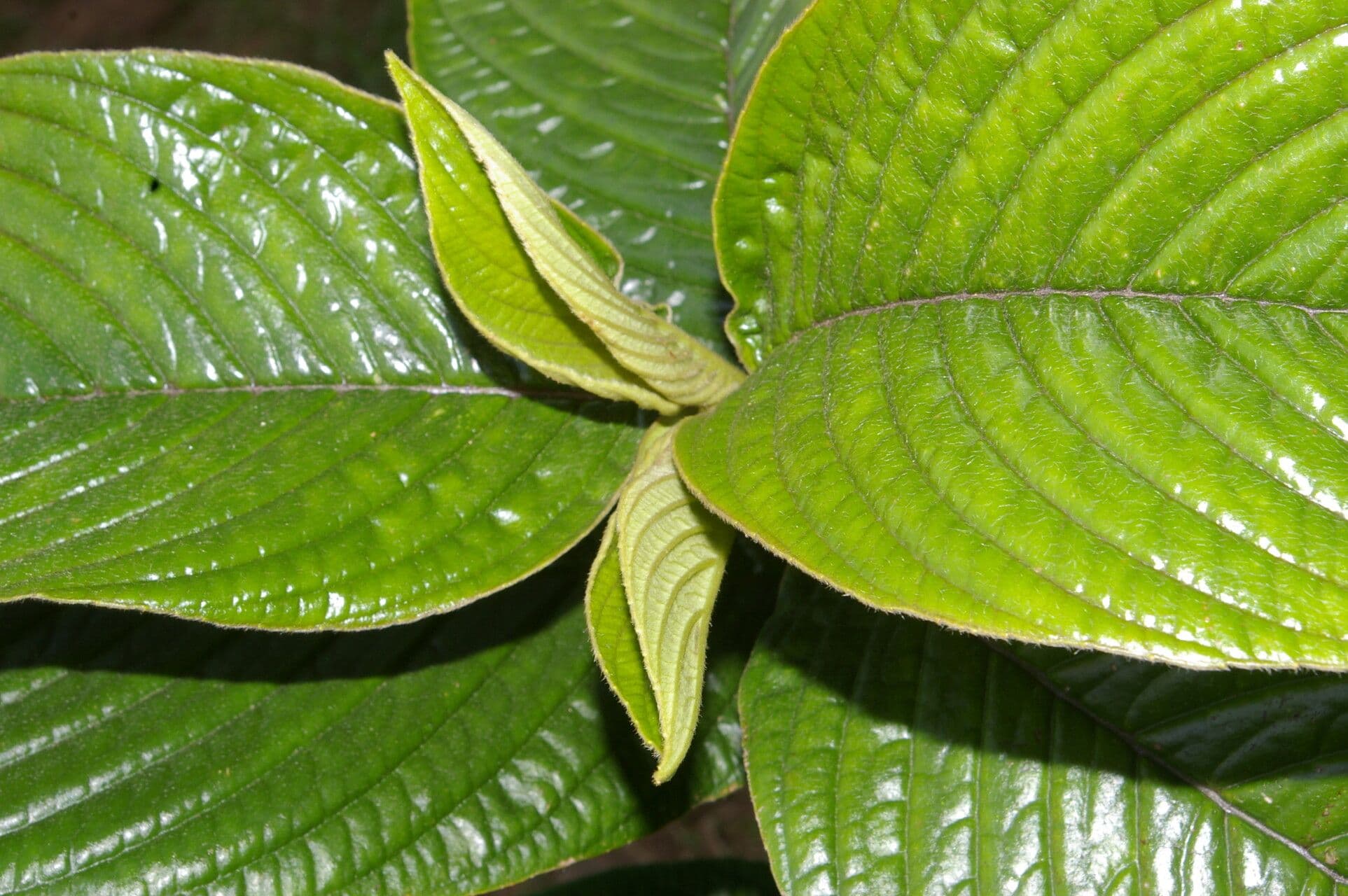 Besleria 9