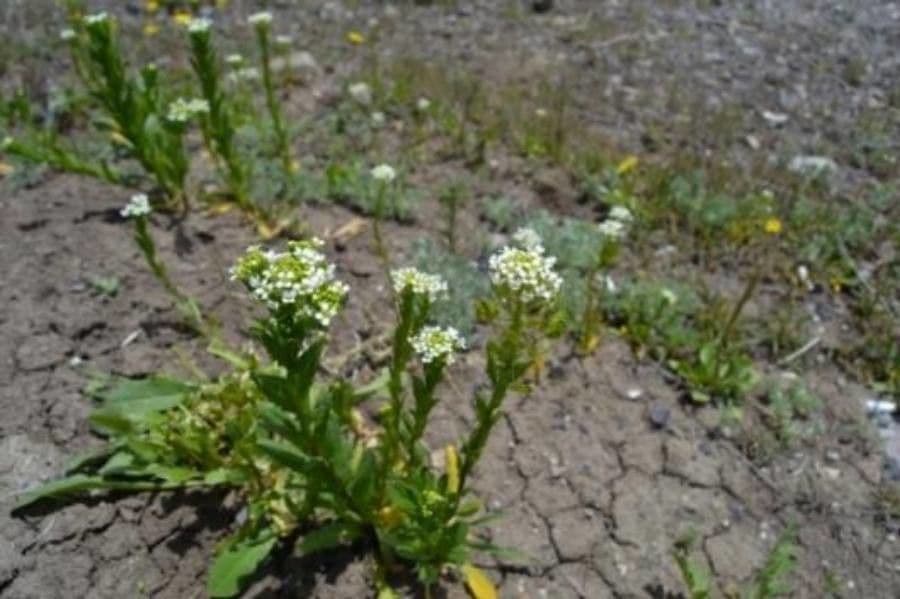 Draba incana 6