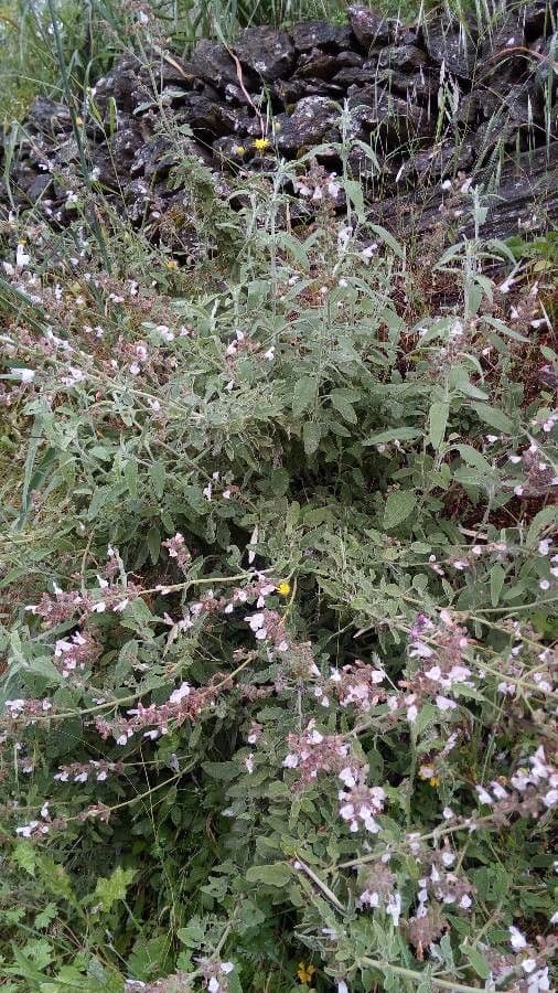Salvia 14