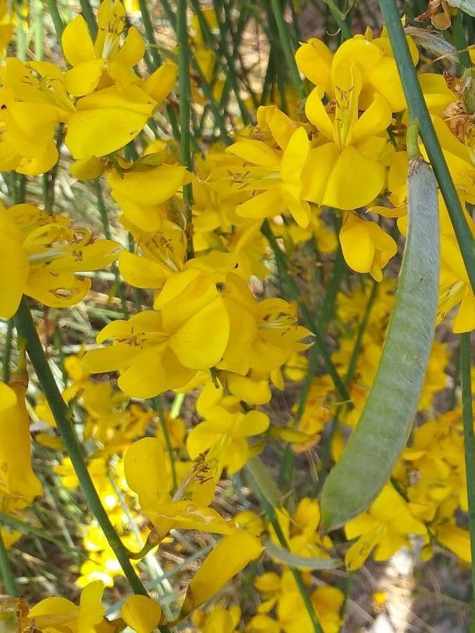 Ginestra odorosa 3