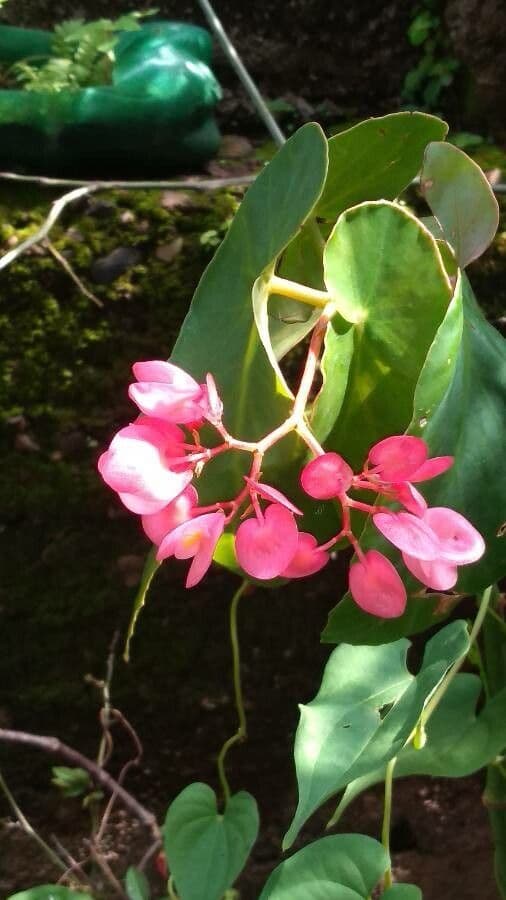 Begonia 5