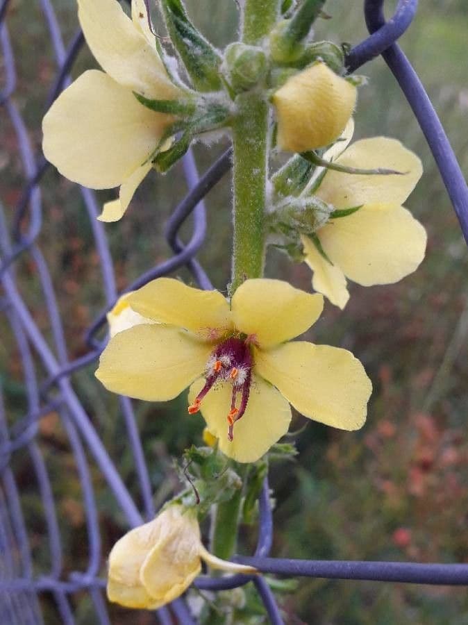 Verbasco blattaria 8