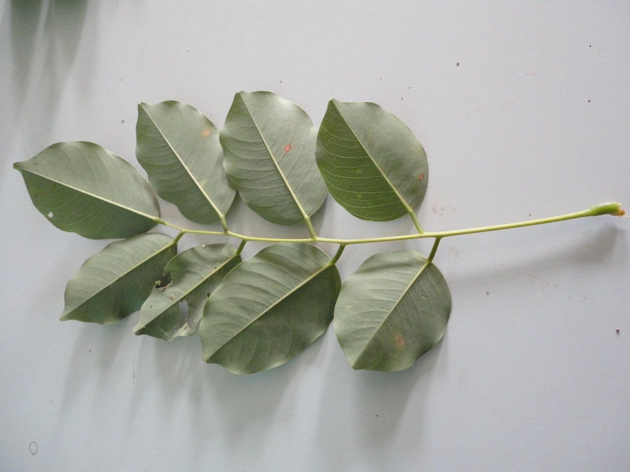 Pterocarpus erinaceus 12