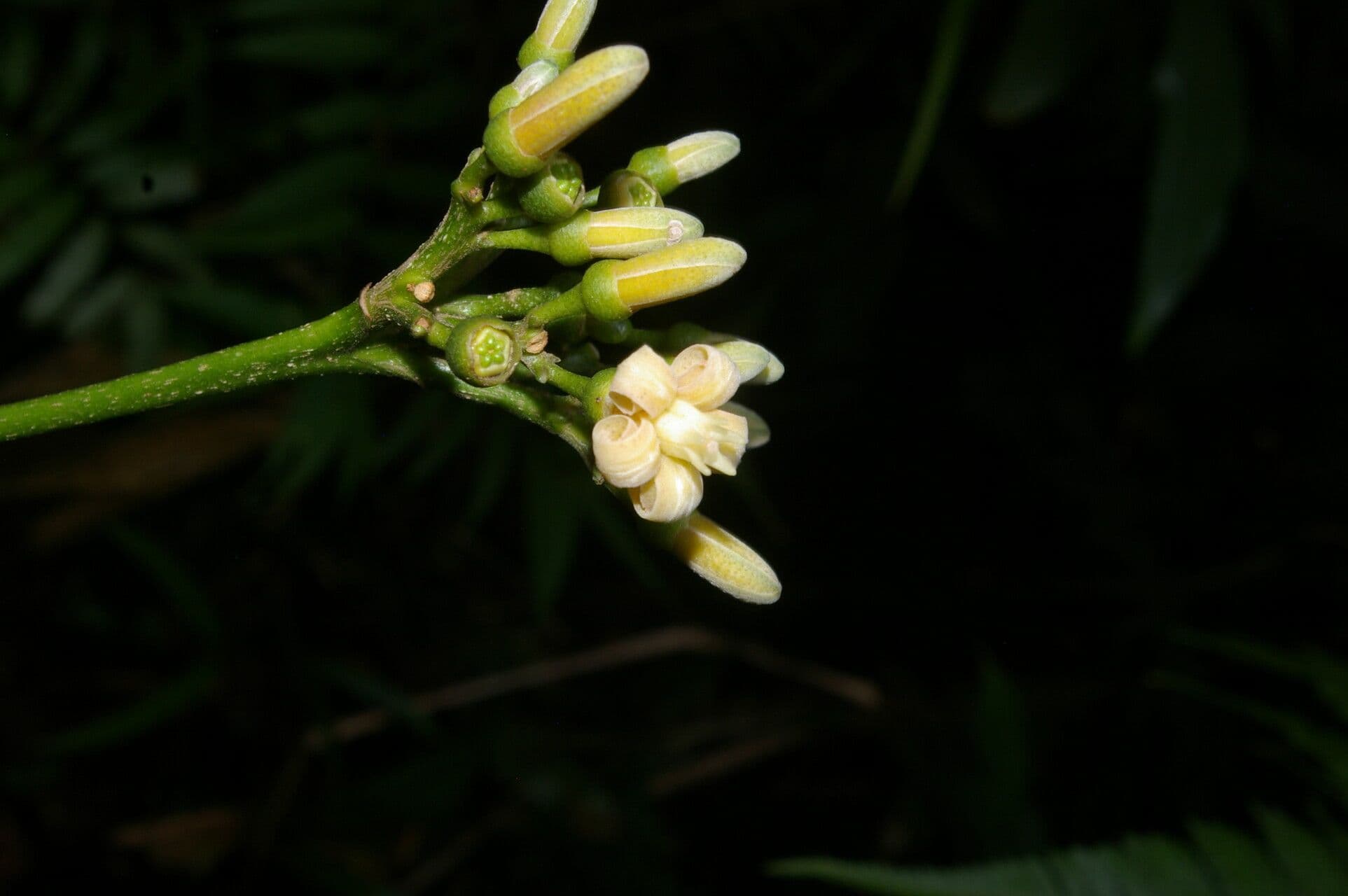 Conchocarpus 7