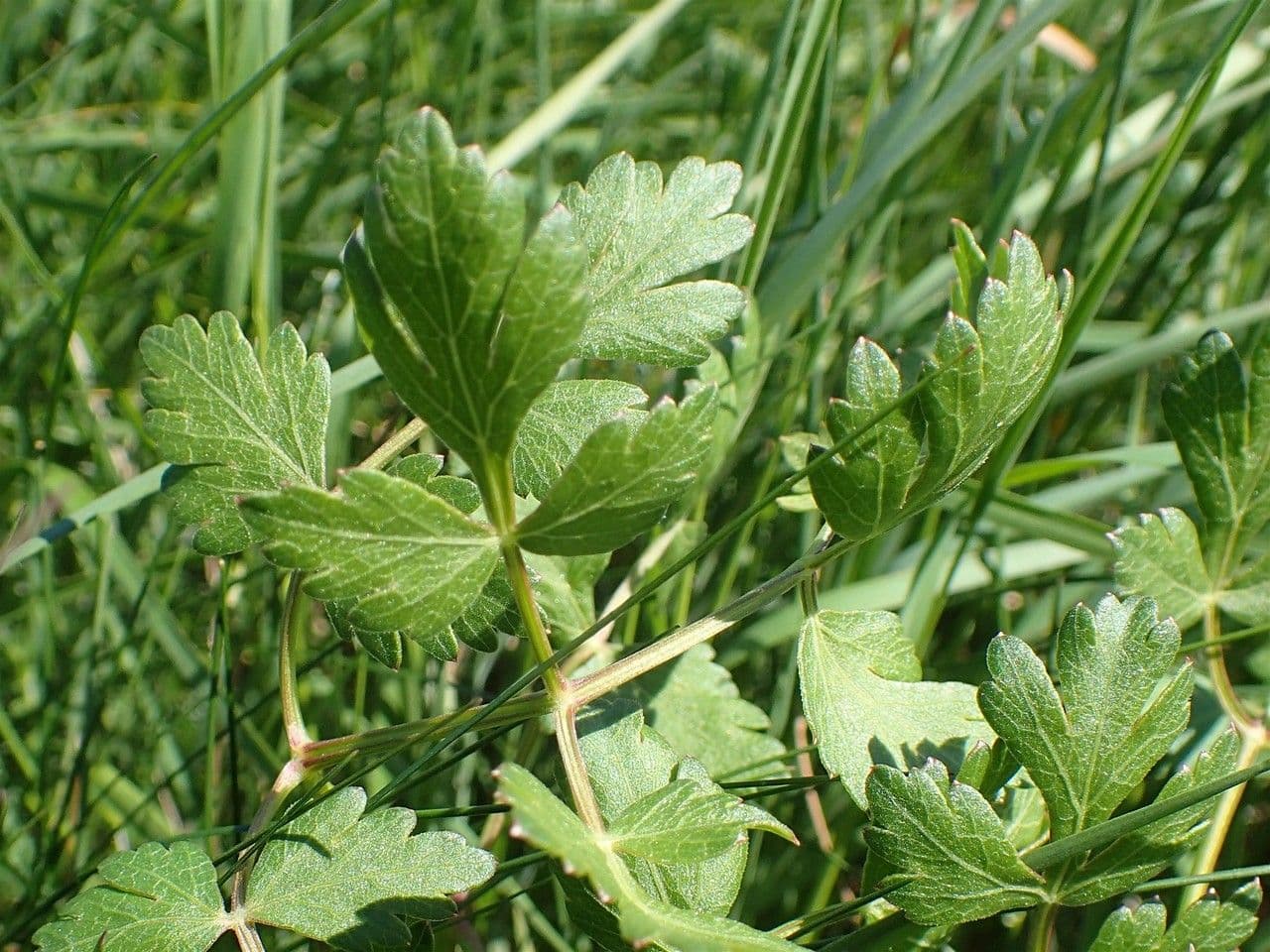 Berg-Haarstrang 10