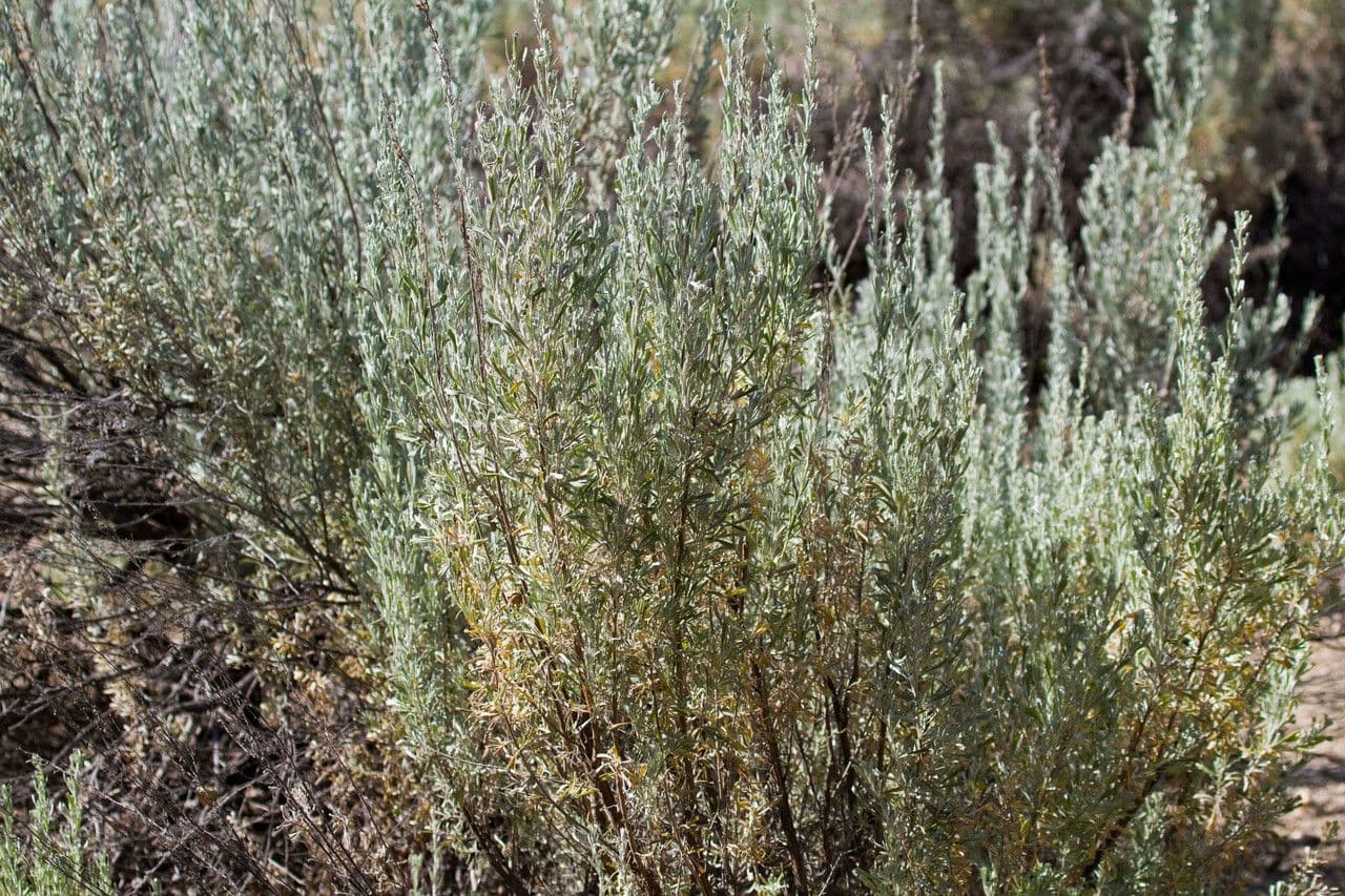 Artemisia tridentata 21