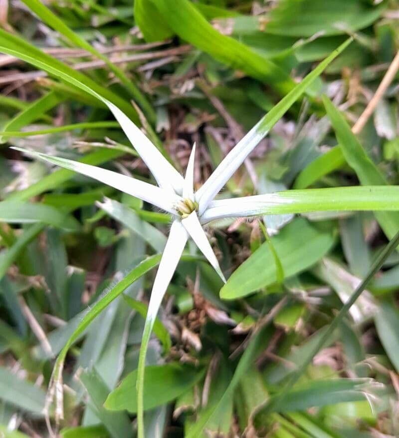 Rhynchospora 6