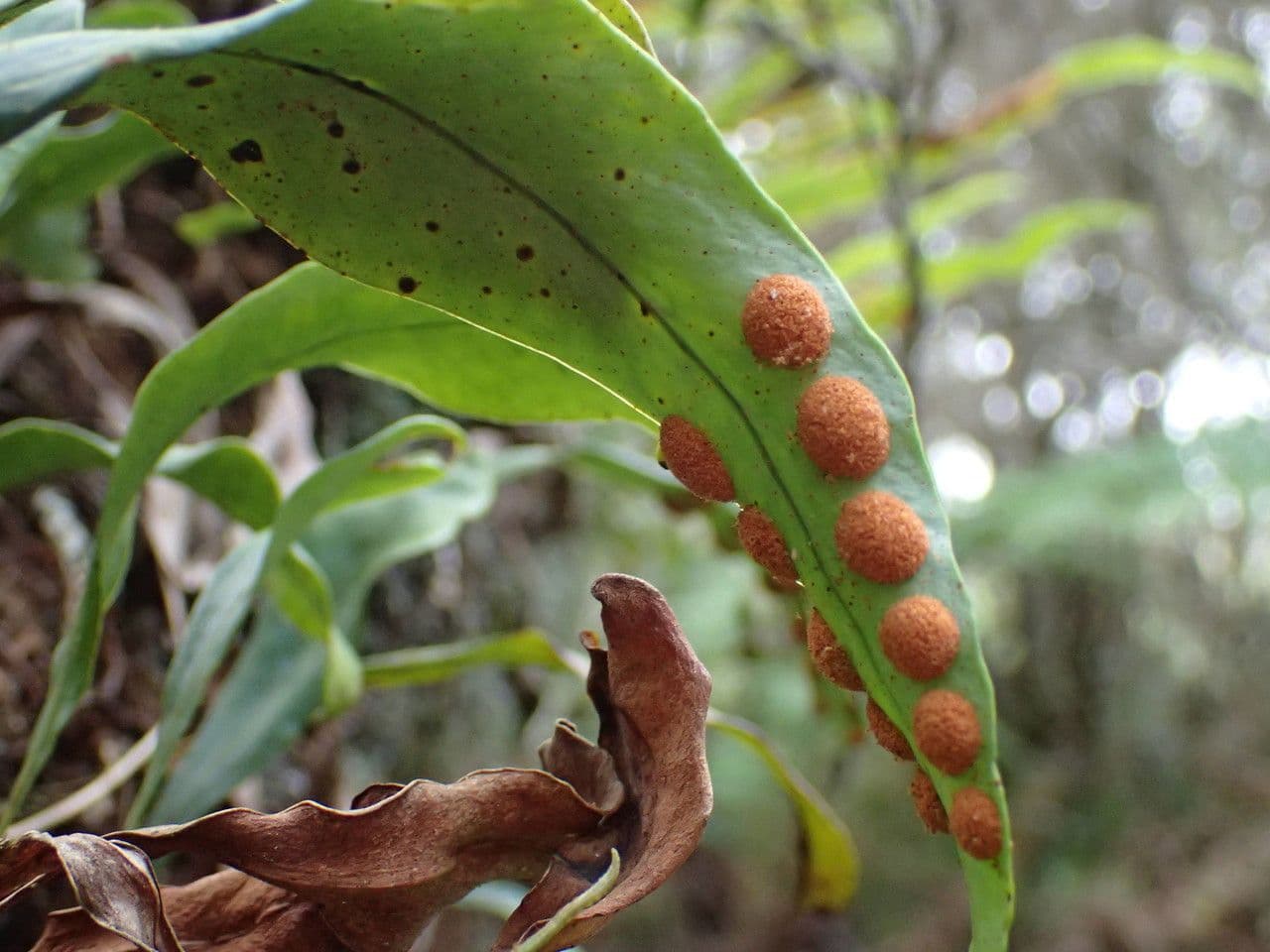 Pleopeltis macrocarpa 3