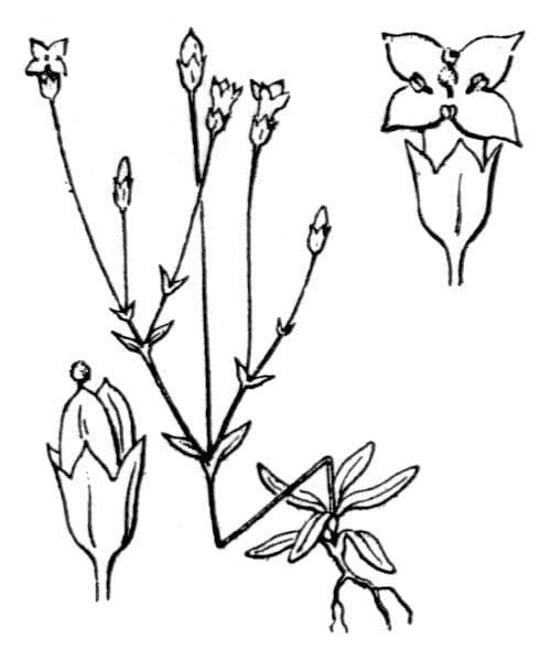Cicendia filiformis 22