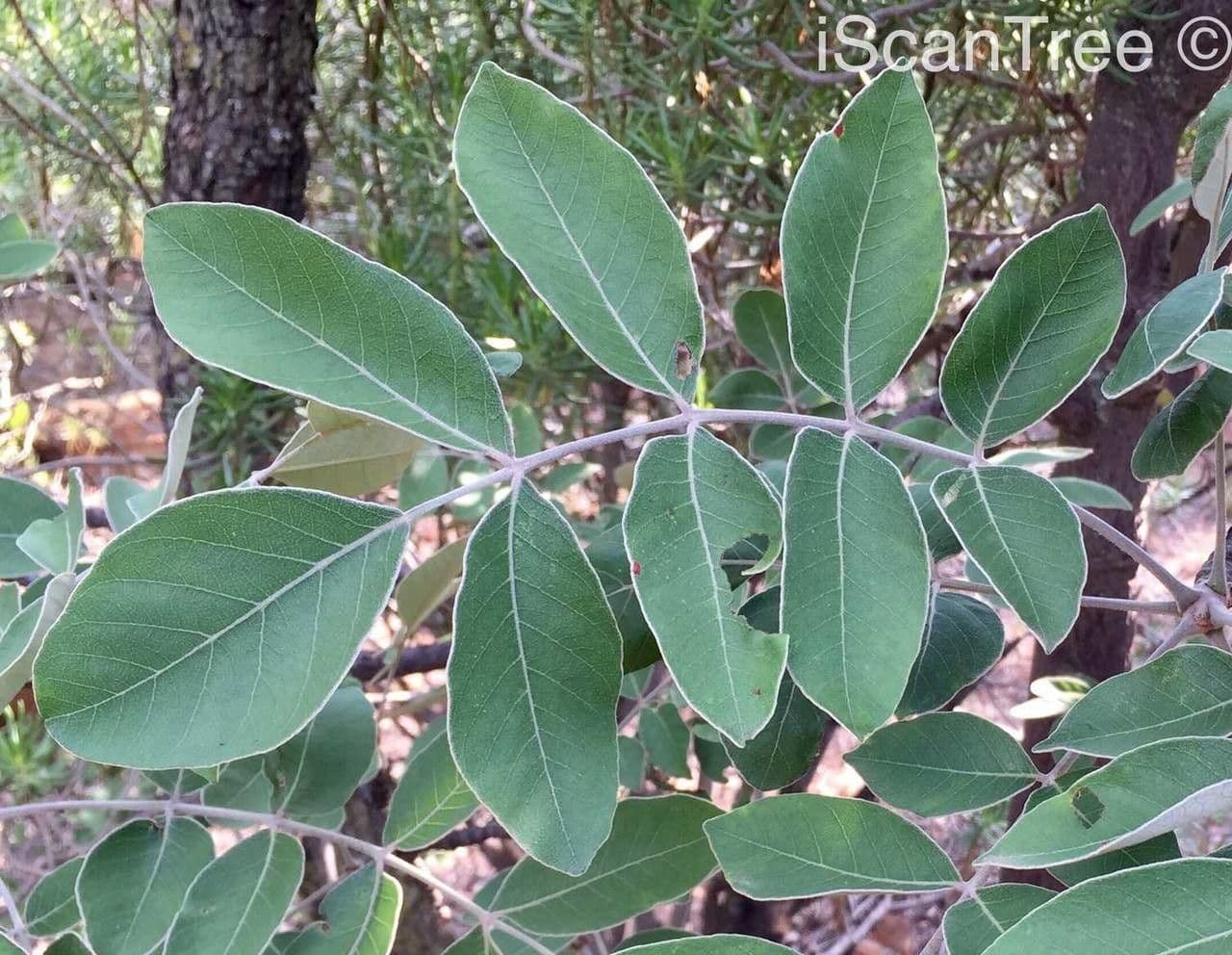 Lannea discolor 5