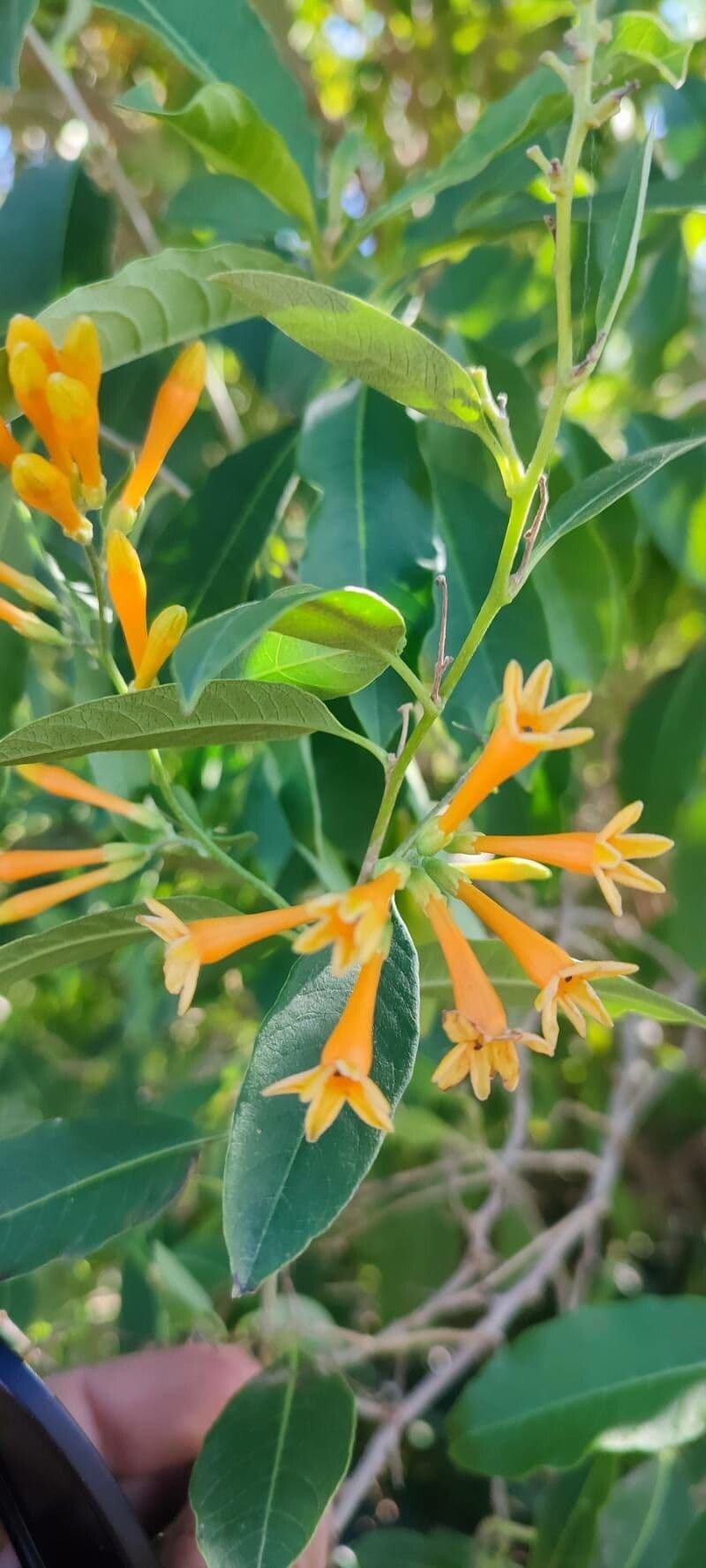 Cestrum arancione 10