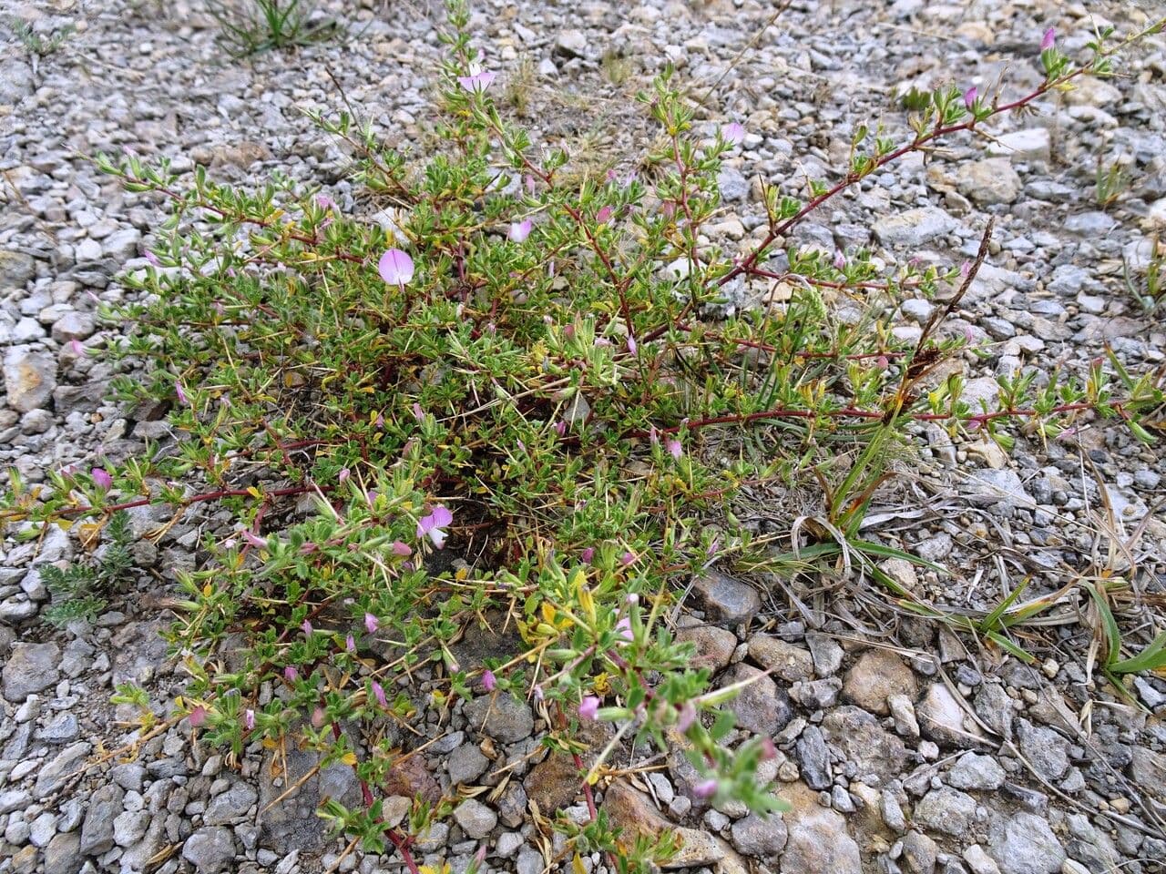 Ononide spinosa 15