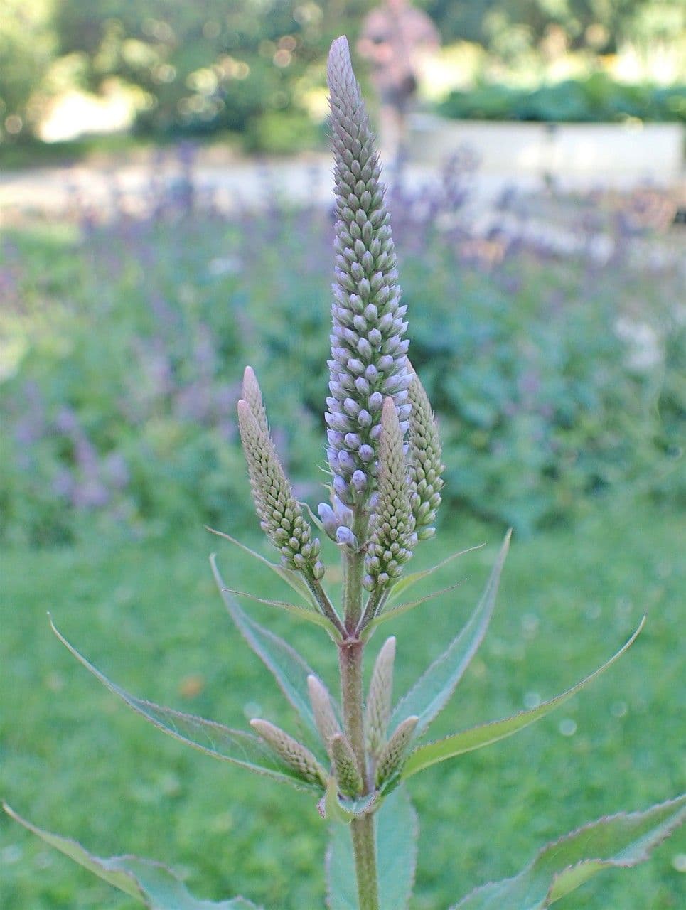 Veronicastrum 2