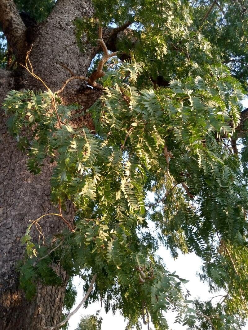 Prosopis africana 9