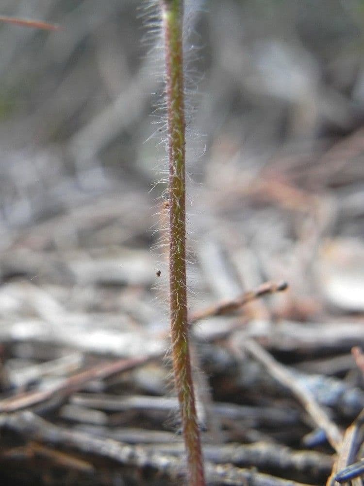 Caladenia 13