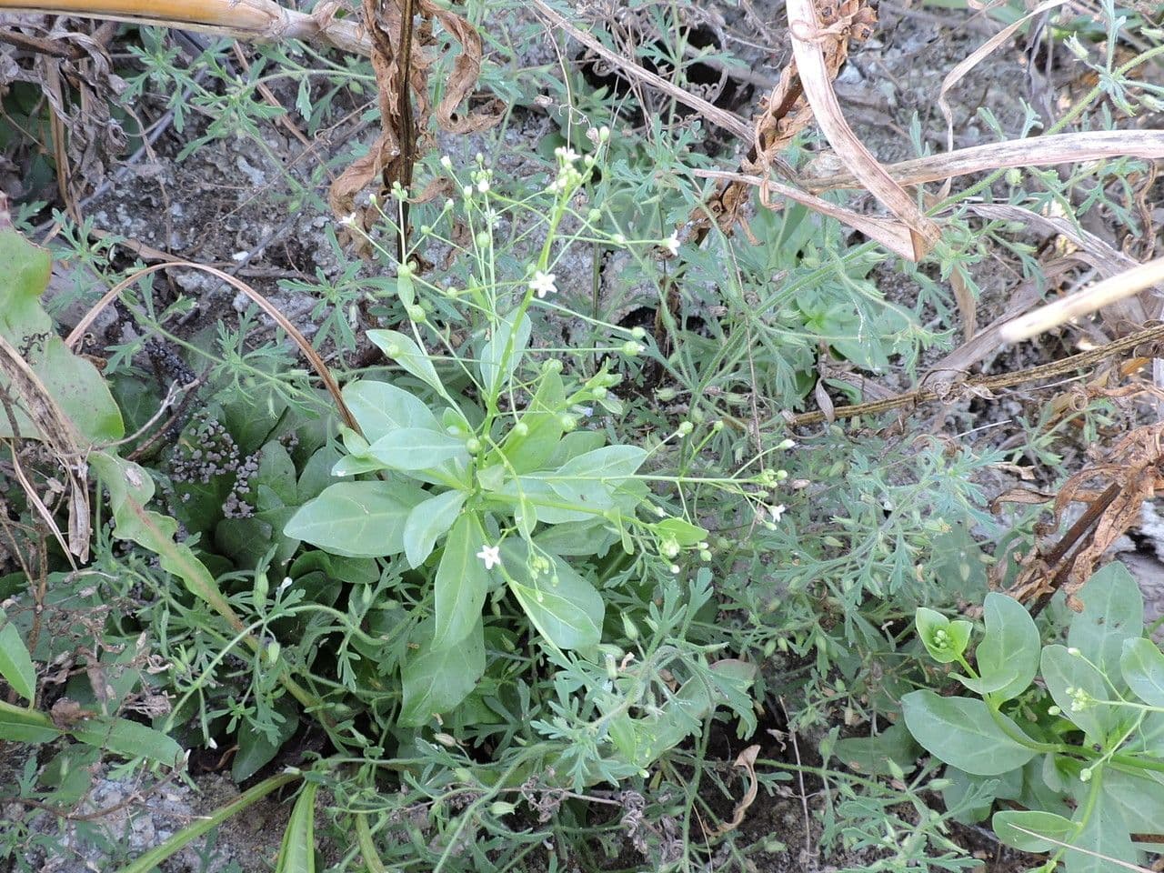 Samolo ebracteatus 8