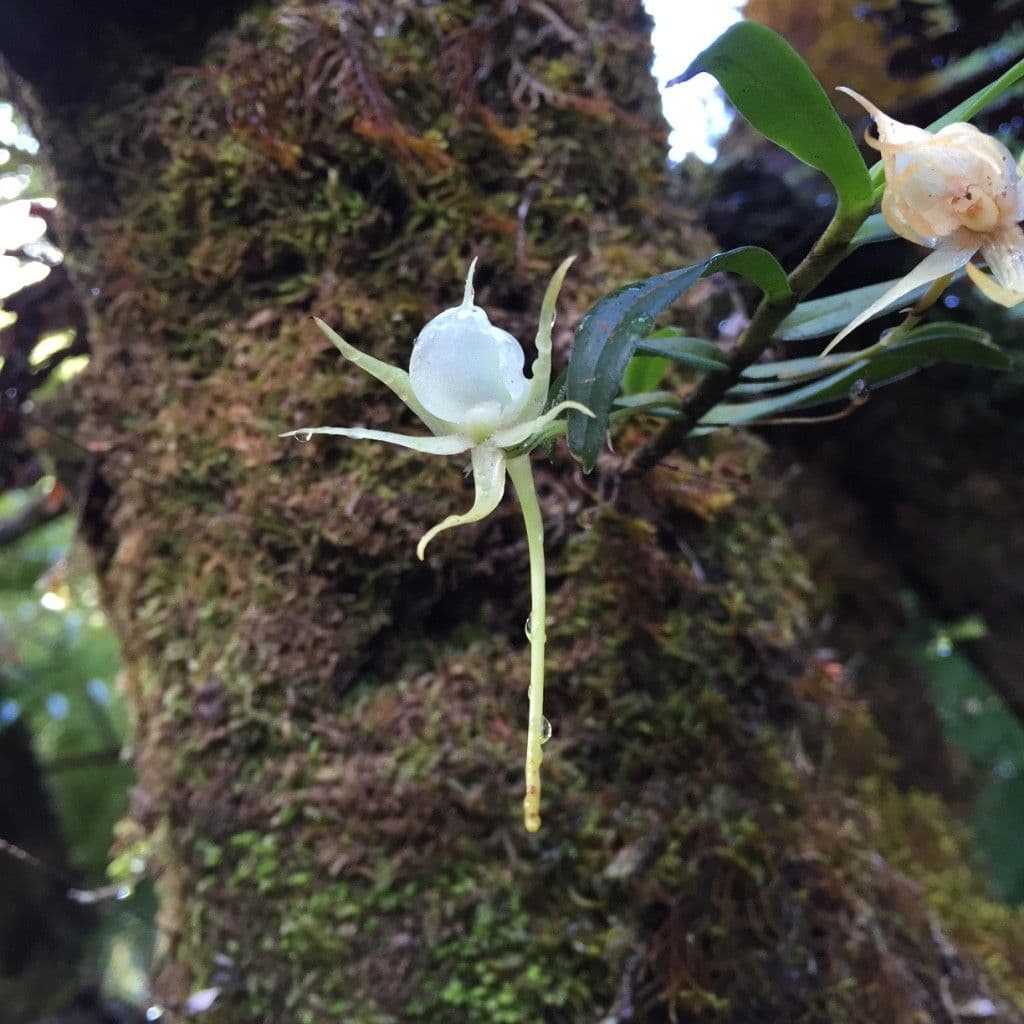 Orchidea 6