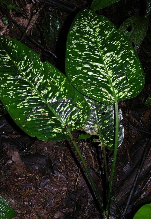Dieffenbachia di Grayum 2