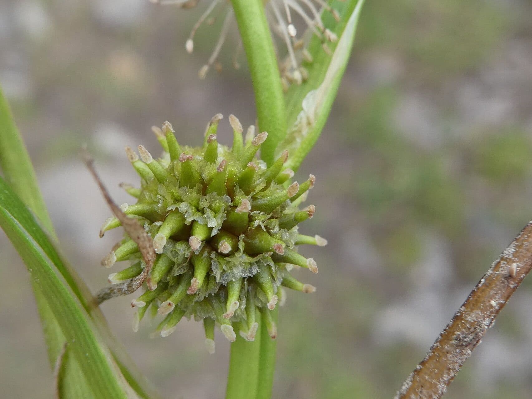 Schmalblättriger Igelkolben 3