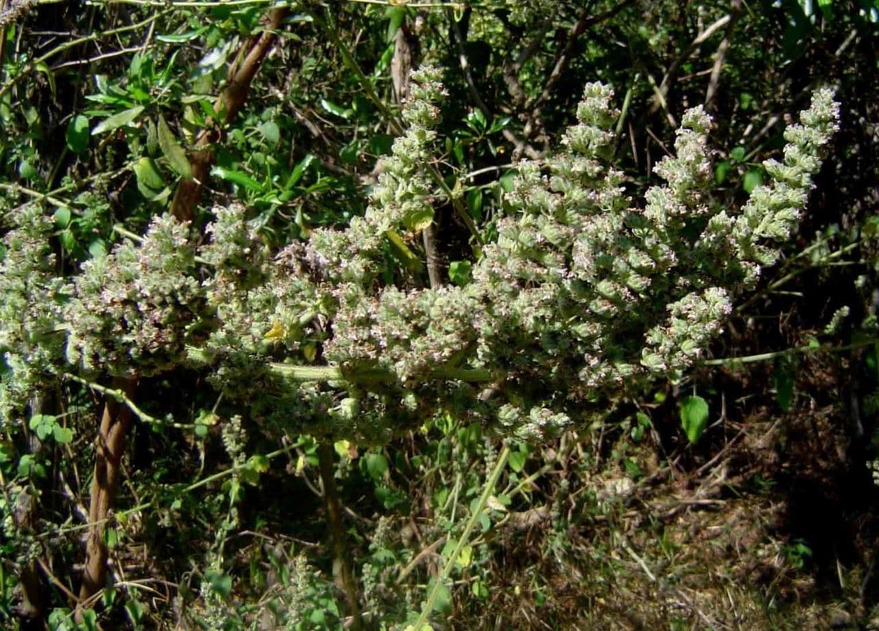Mesosphaerum hřebenaté 6