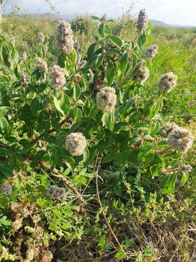 Cyathula 6