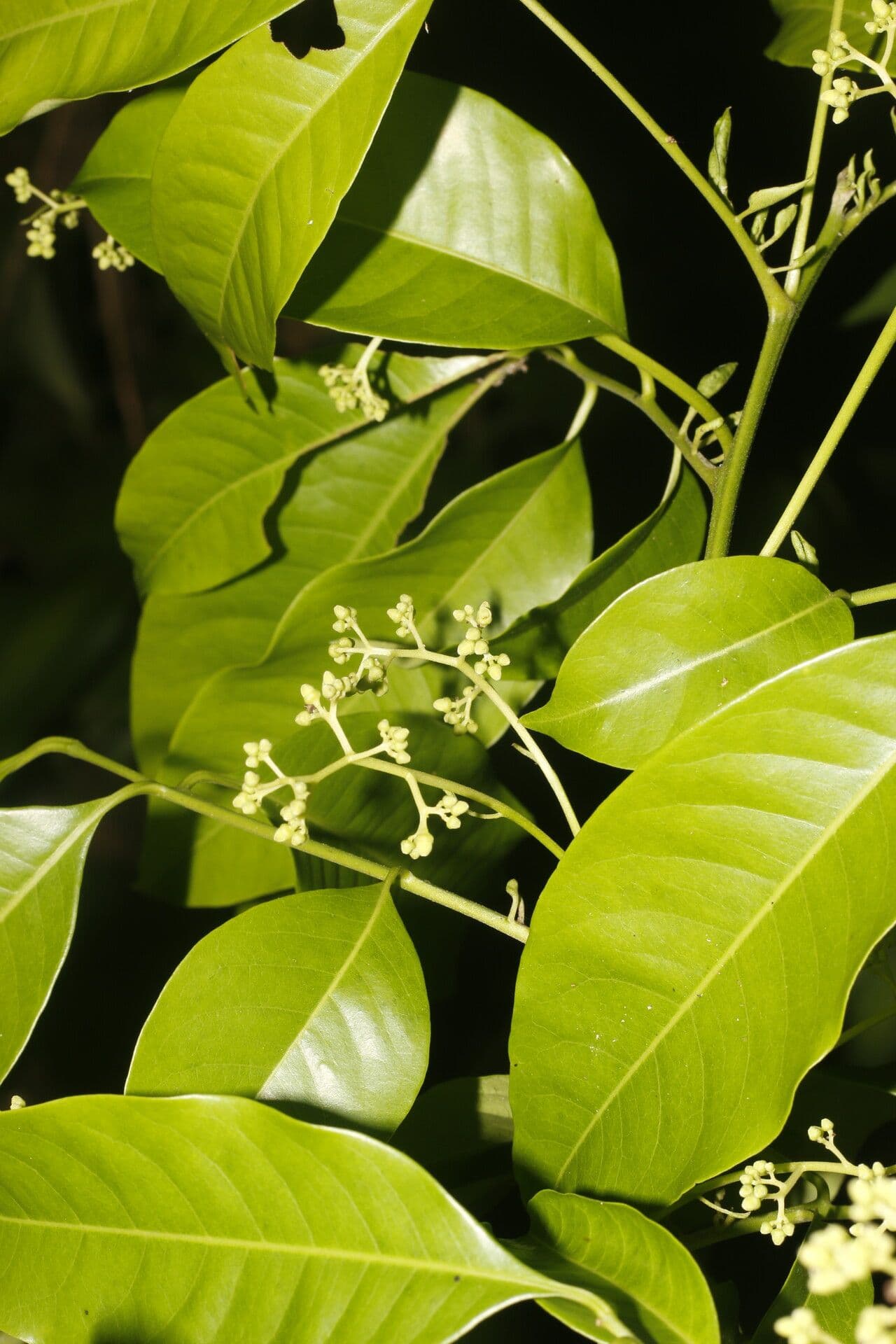 Trichilia 6