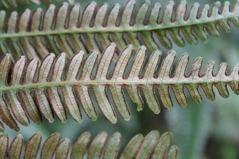 Pteris linearis 4