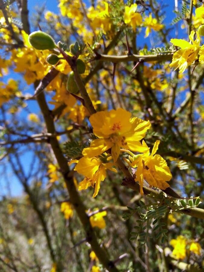 Parkinsonia praecox 8