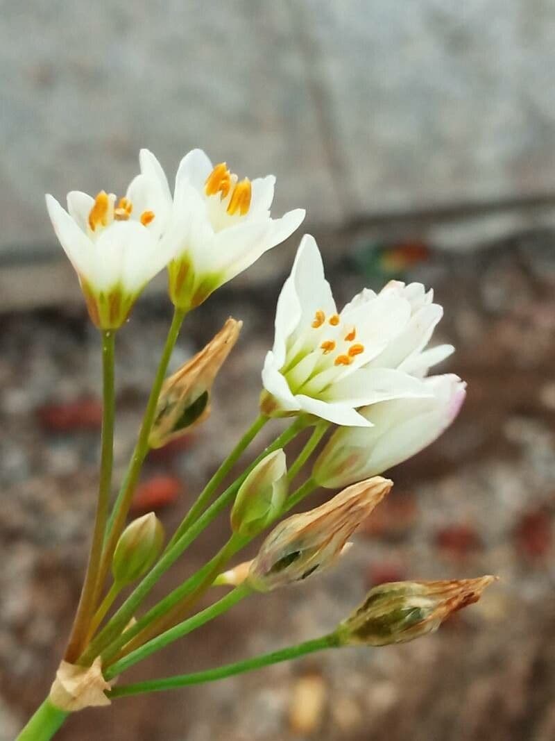 Nothoscordum 7