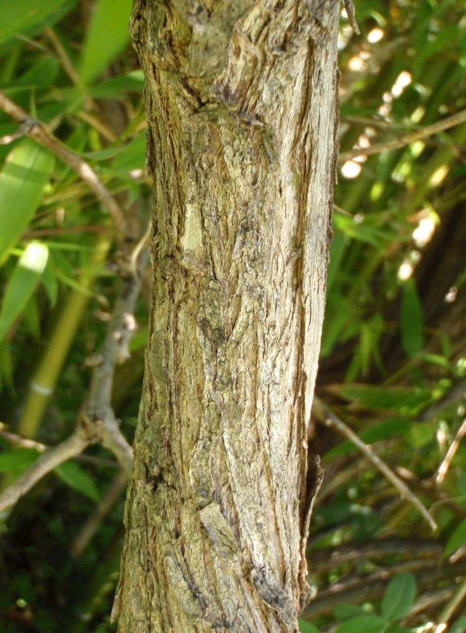 Anagyris fetida 25