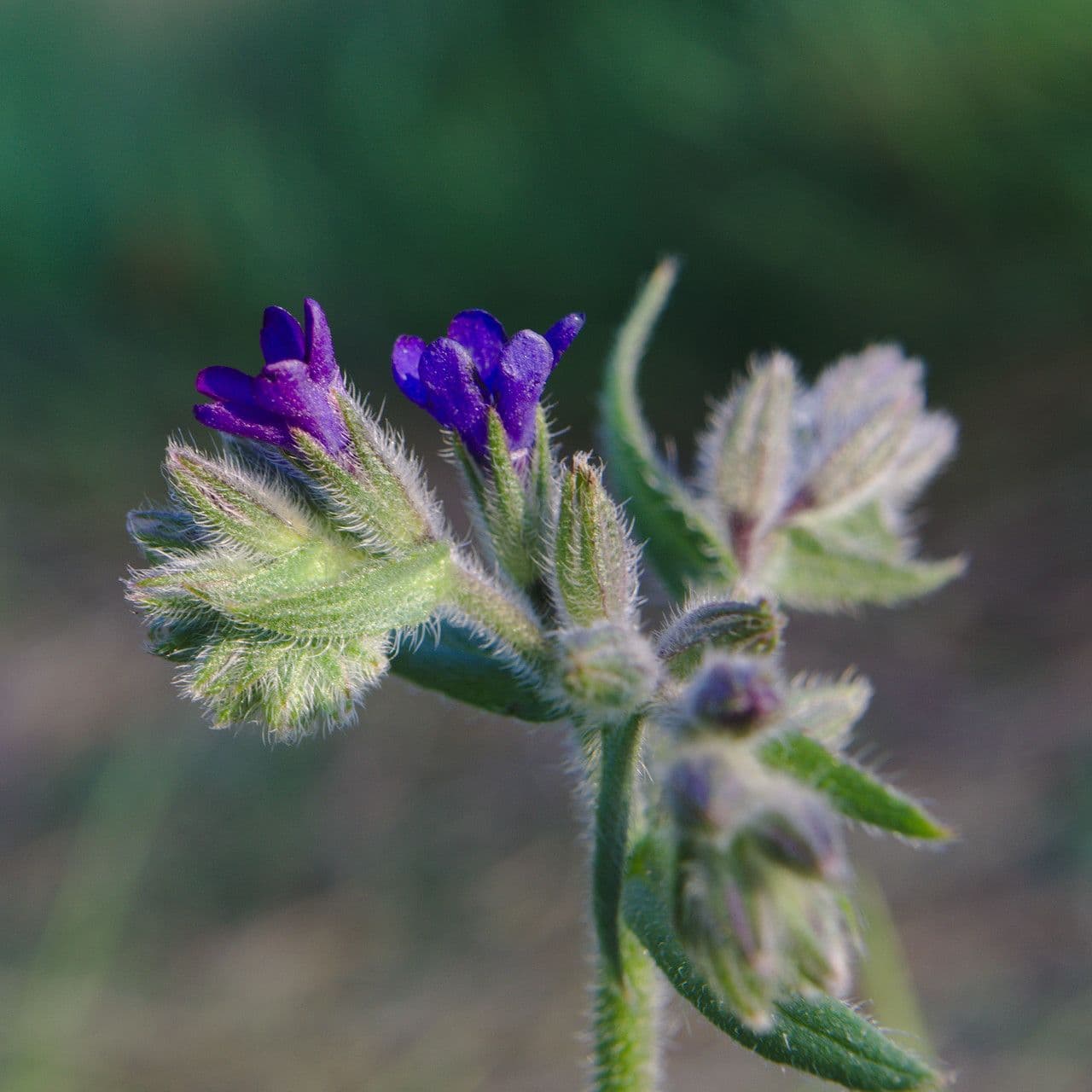 Lingua di bue officinale 7