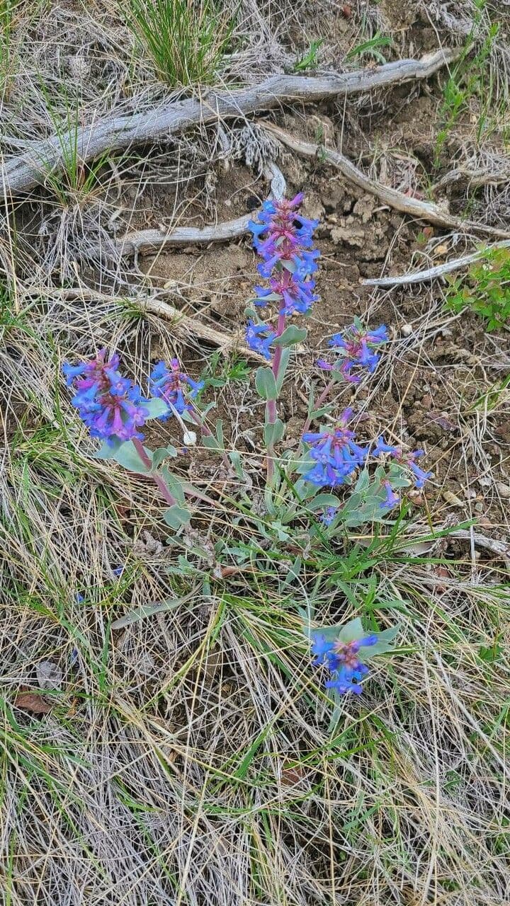 Penstemon 3