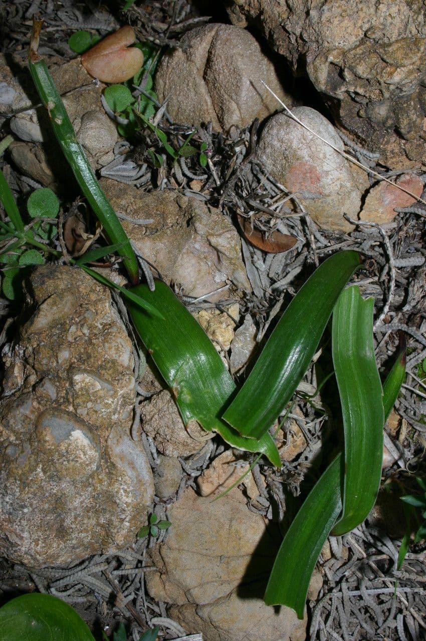 Prospero 10