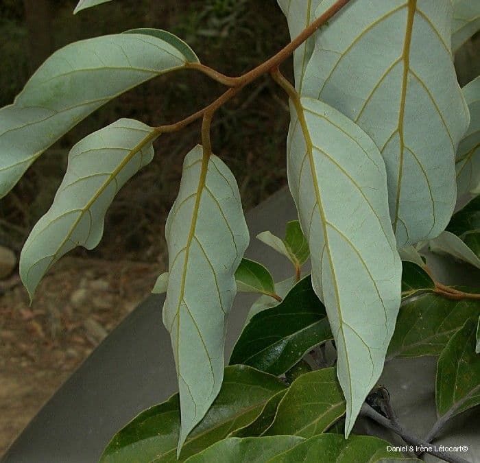 Cryptocarya 4