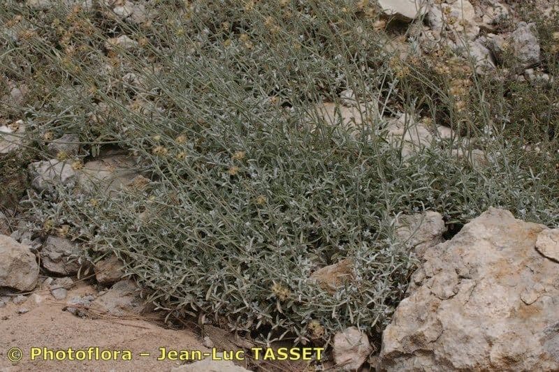 Sideritis 8