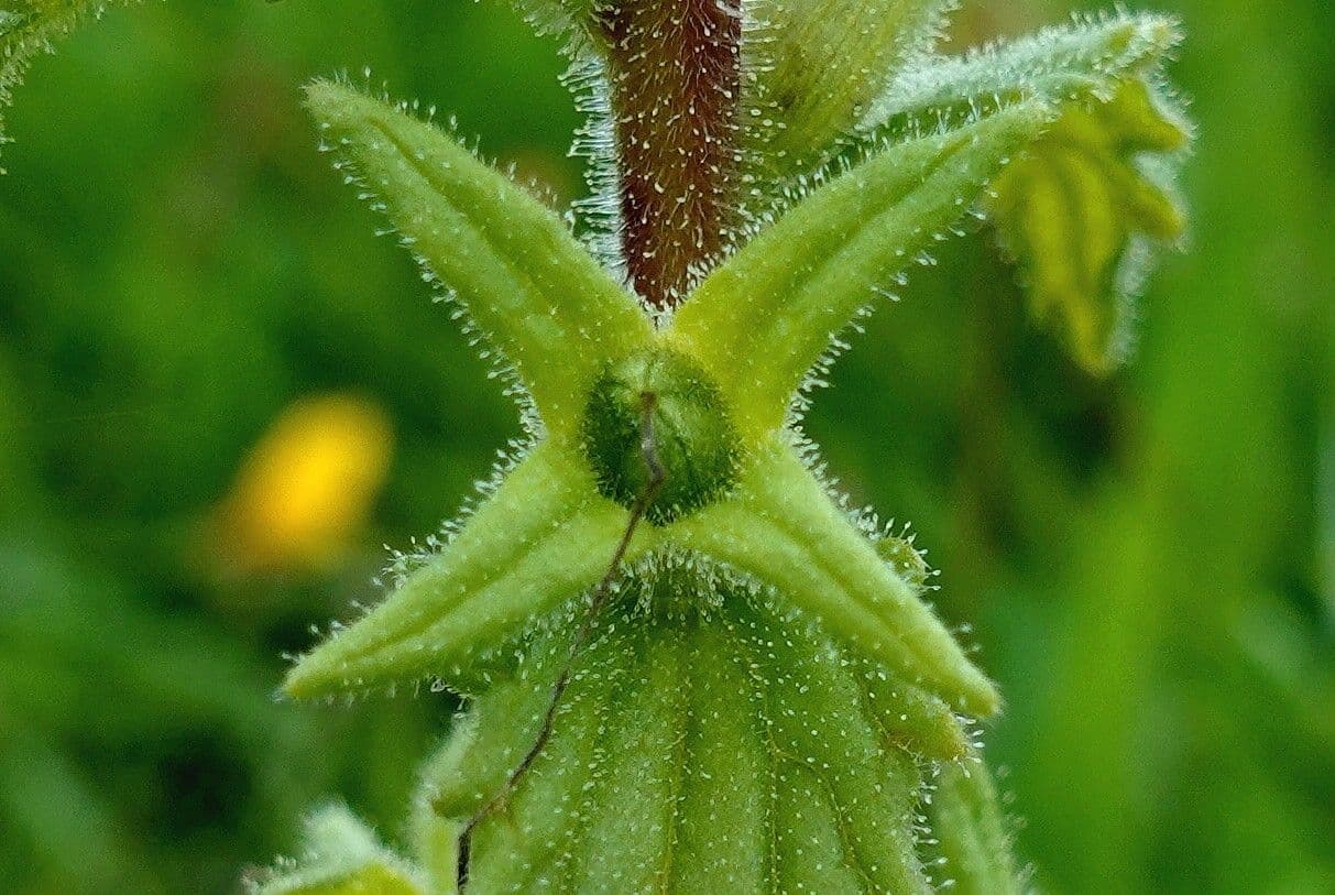 Speronella viscosa 3