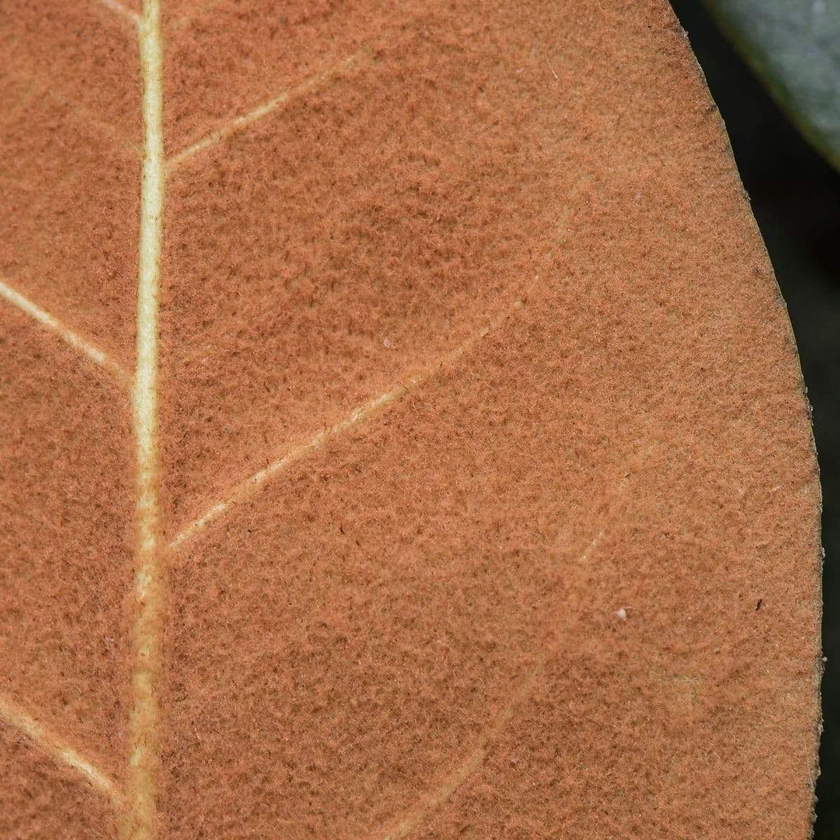 Rododendron 8
