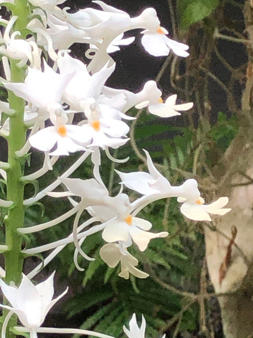 Calanthe 14