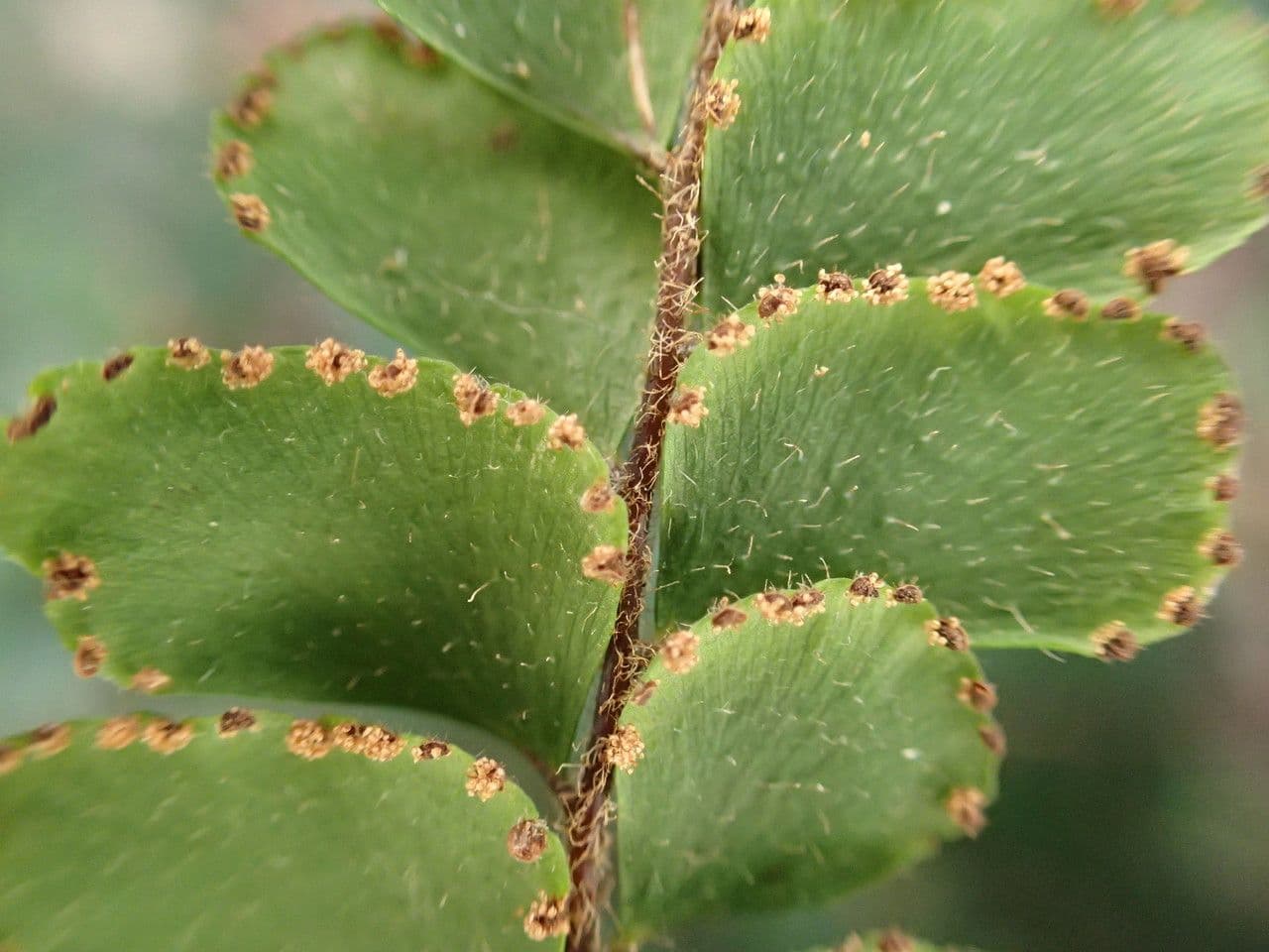 Capelvenere ispido