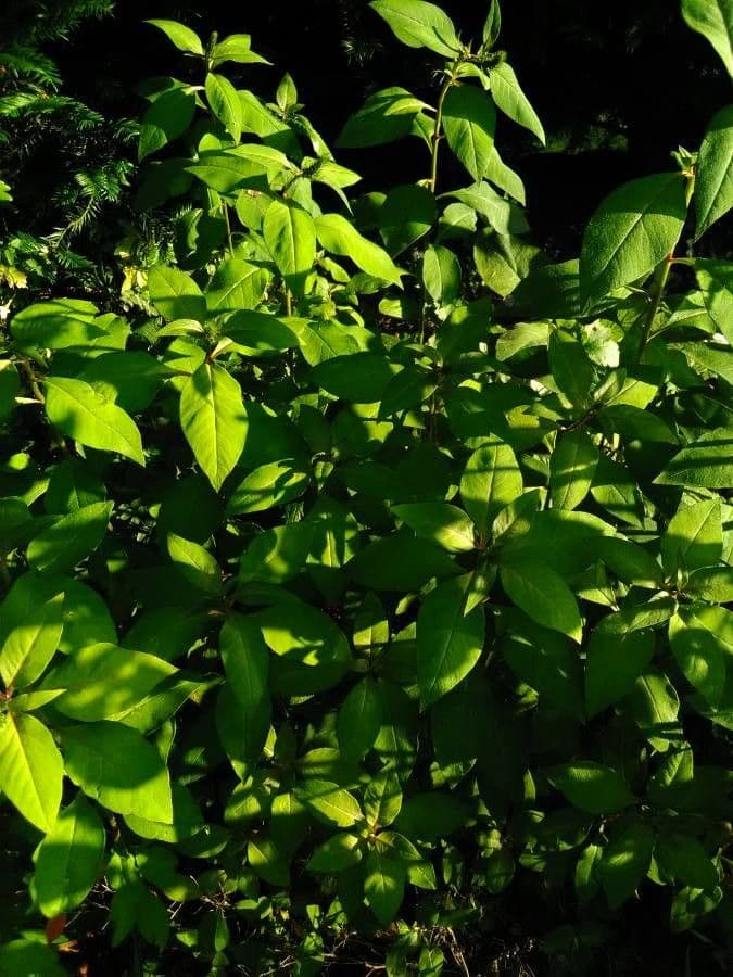 Lysimaque à grappes 24
