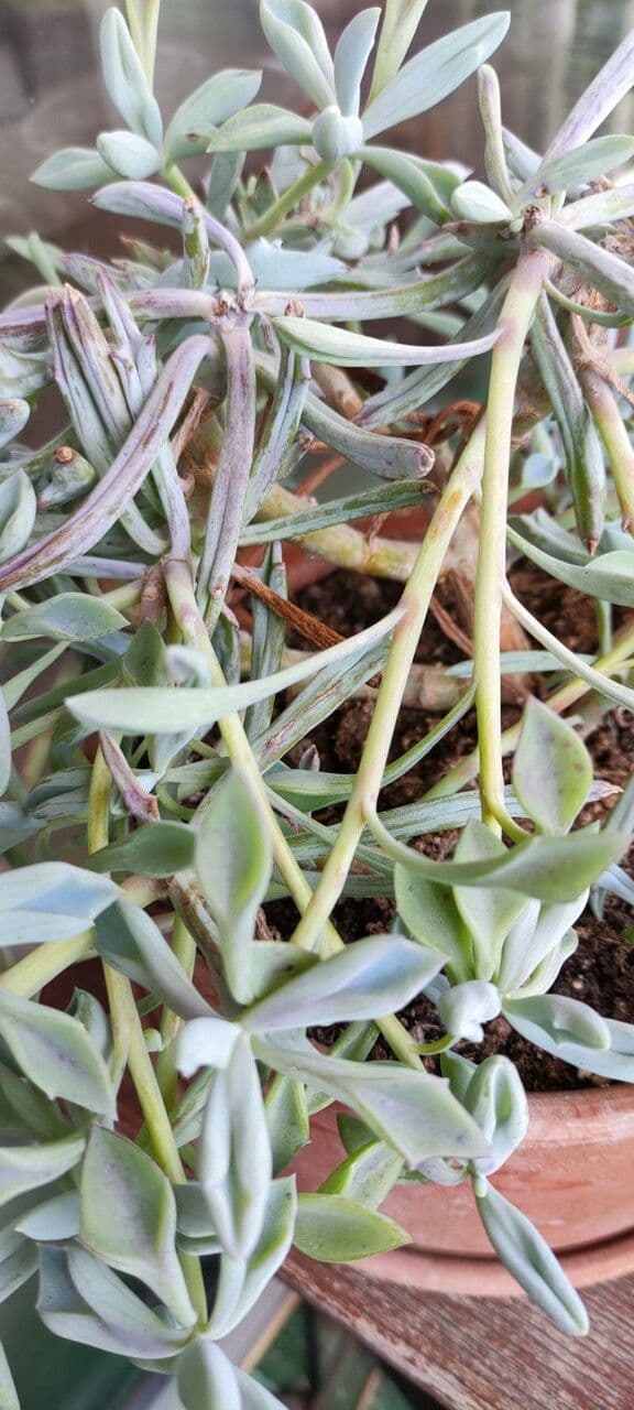 Linaria 5