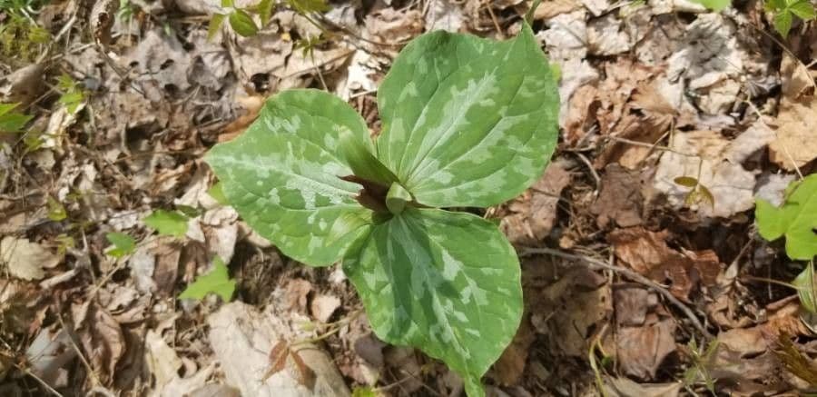 Trillium underwoodii