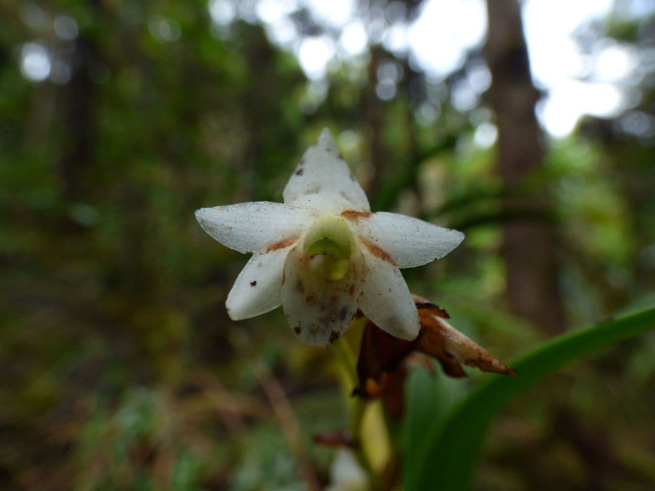 Angraecum 2